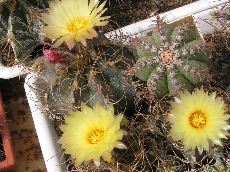 Astrophytum senile v. aureiflorum