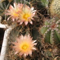 Astrophytum senile v. aureiflorum