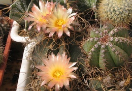 Astrophytum senile v. aureiflorum