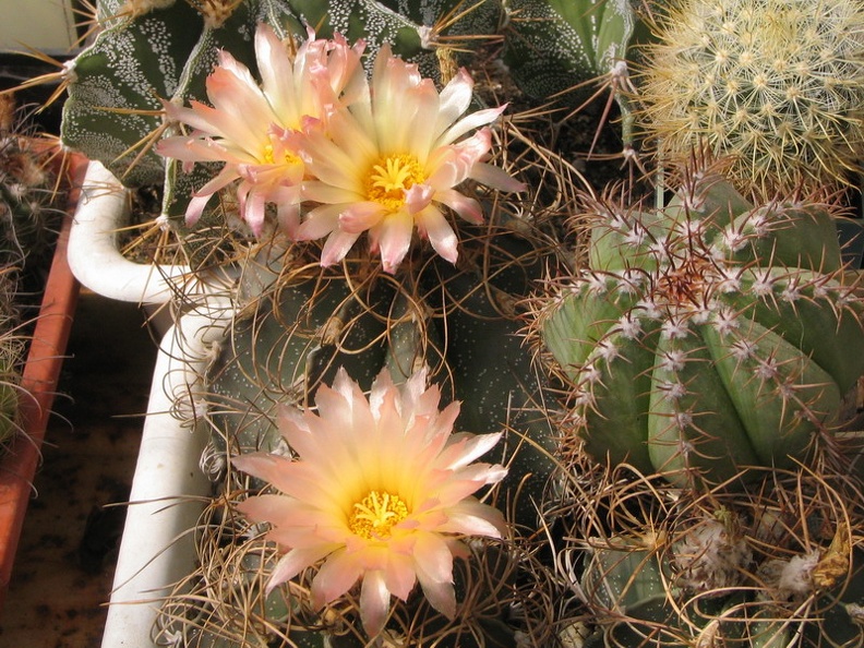 Astrophytum senile v. aureiflorum