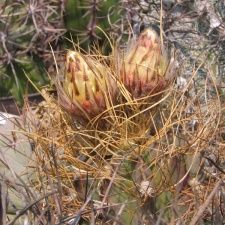 Astrophytum senile v. aureum