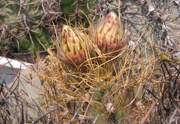 Astrophytum senile v. aureum