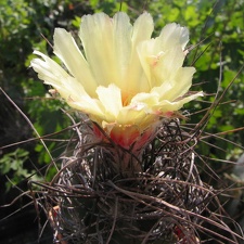 Astrophytum senile 