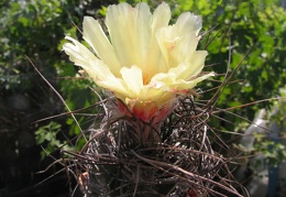 Astrophytum senile 