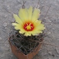Astrophytum senile 