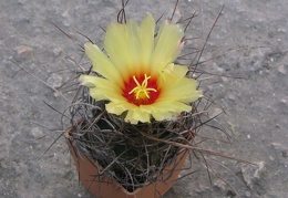 Astrophytum senile 