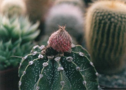 Клейстогамный плод на астрофитуме