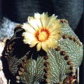 Astrophytum asterias