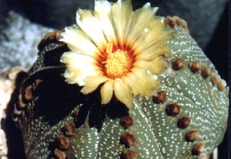 Astrophytum asterias