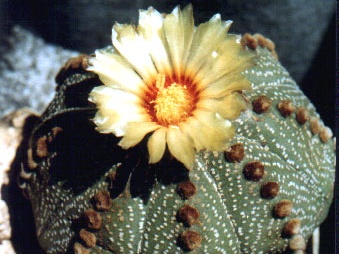 Astrophytum asterias
