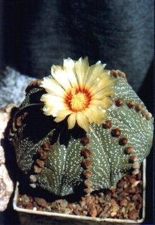 Astrophytum asterias