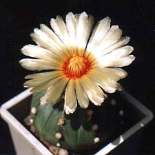 Astrophytum asterias v.nudum