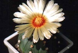 Astrophytum asterias v.nudum