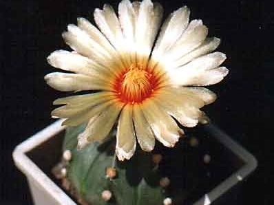 Astrophytum asterias v.nudum