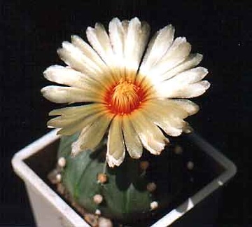 Astrophytum asterias v.nudum