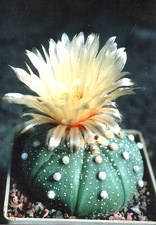 astrophytum asterias