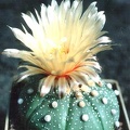 astrophytum asterias
