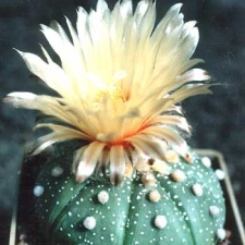 astrophytum asterias
