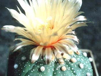 astrophytum asterias