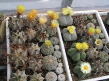astrophytum fl