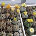 astrophytum fl