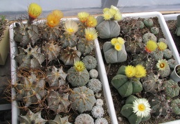 astrophytum fl