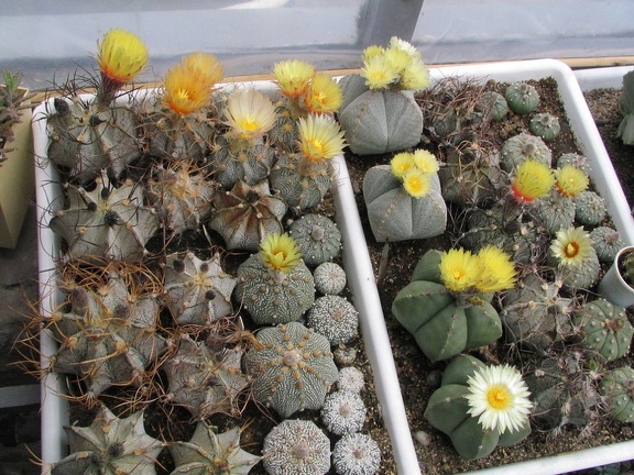 astrophytum fl