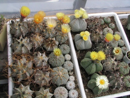 astrophytum fl