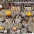 astrophytum fl5