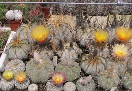 astrophytum fl5