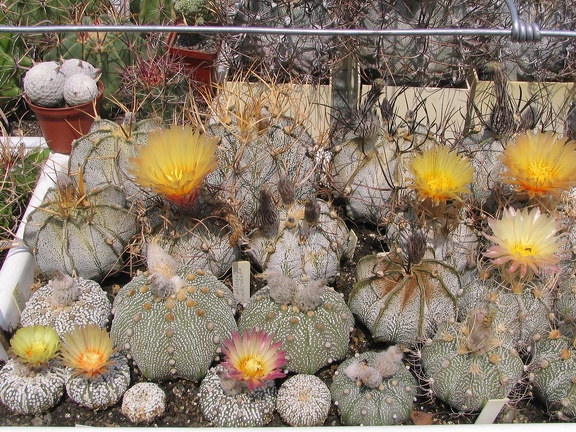 astrophytum fl5