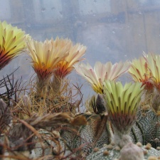 astrophytum fl 1
