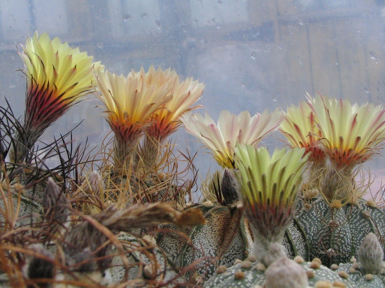 astrophytum fl 1