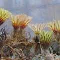 astrophytum_fl_1.jpg