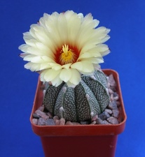 Astrophytum AS х CO