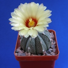 Astrophytum AS х CO