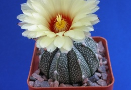 Astrophytum AS х CO