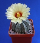 Astrophytum AS х CO
