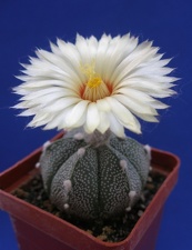 Astrophytum CO х AS