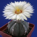 Astrophytum CO х AS