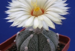 Astrophytum CO х AS