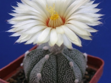 Astrophytum CO х AS