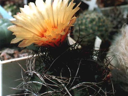 Astrophytum senile