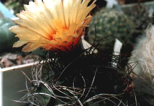 Astrophytum senile