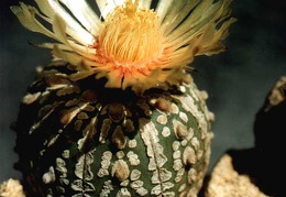 Astrophytum asterias cv.'Super Kabuto'