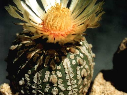 Astrophytum asterias cv.'Super Kabuto'