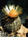 Astrophytum asterias cv.'Super Kabuto'