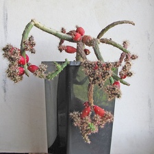 Austrocylindropuntia  salmiana