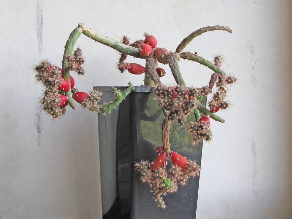 Austrocylindropuntia  salmiana