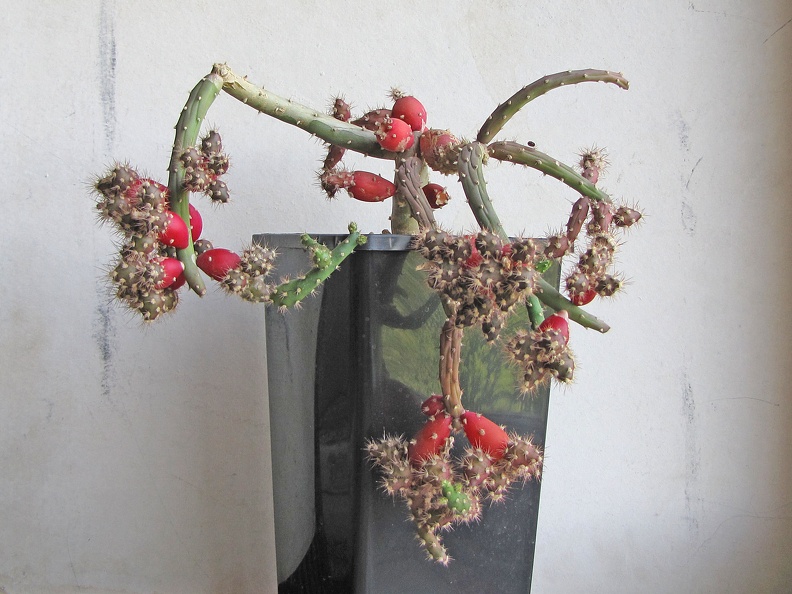 Austrocylindropuntia  salmiana